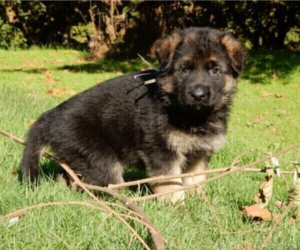 Medium Photo #9 German Shepherd Dog Puppy For Sale in FOREST GROVE, OR, USA