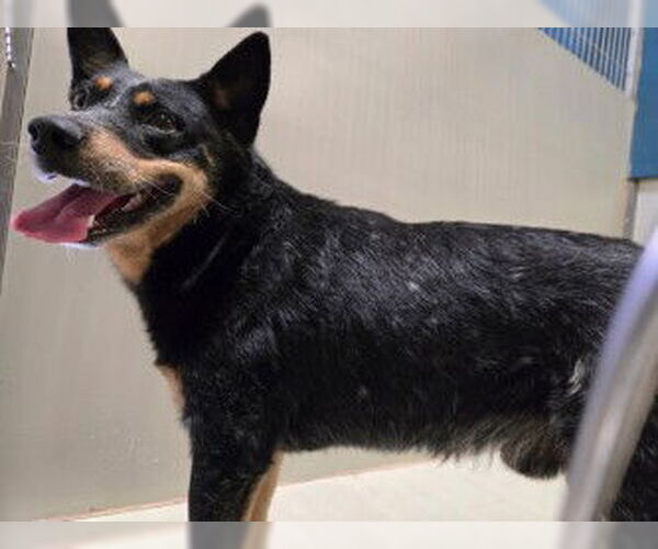 Medium Photo #1 Texas Heeler Puppy For Sale in Bakersfield, CA, USA