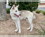 Small #3 Siberian Husky Mix