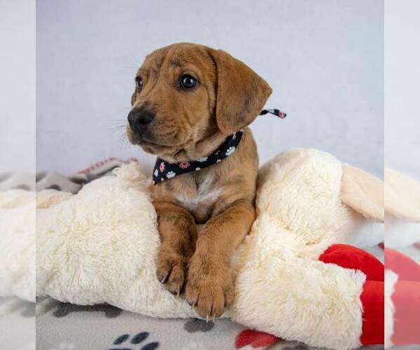 Medium Photo #2 Beabull Puppy For Sale in Kennesaw, GA, USA