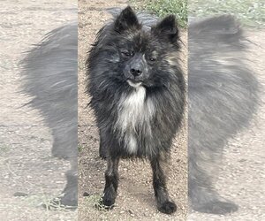 Pomeranian-Unknown Mix Dogs for adoption in Lake Elsinore, CA, USA