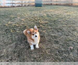 Father of the Pembroke Welsh Corgi puppies born on 01/30/2026