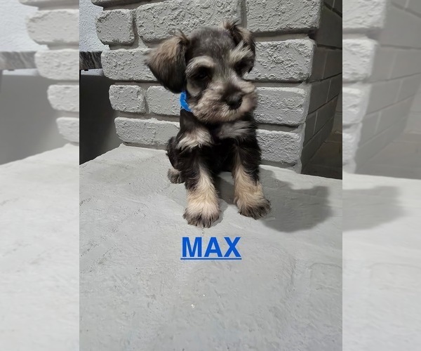 Medium Photo #2 Schnauzer (Miniature) Puppy For Sale in GILROY, CA, USA