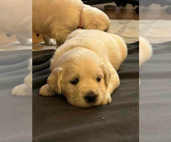 Medium Photo #3 English Cream Golden Retriever Puppy For Sale in MEBANE, NC, USA