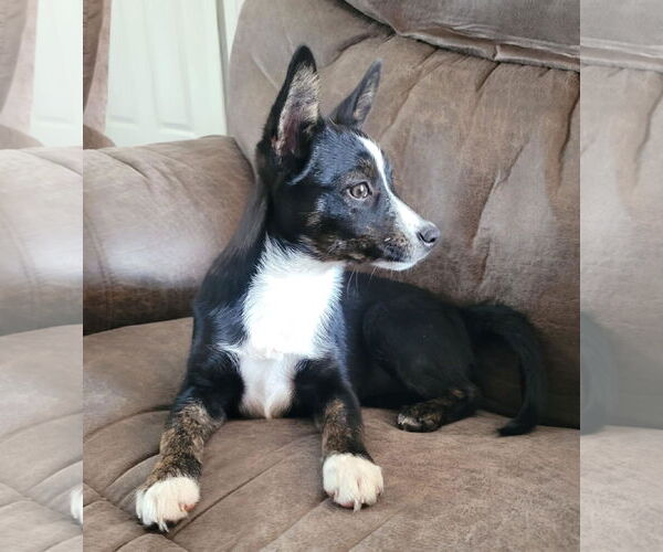 Medium Photo #3 Australian Shepherd-Rat Terrier Mix Puppy For Sale in Des Moines, IA, USA