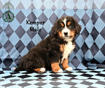 Small Photo #9 Bernese Mountain Dog Puppy For Sale in HARRISONBURG, VA, USA