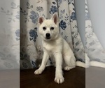 Small Photo #36 Alaskan Klee Kai Puppy For Sale in DURHAM, CT, USA