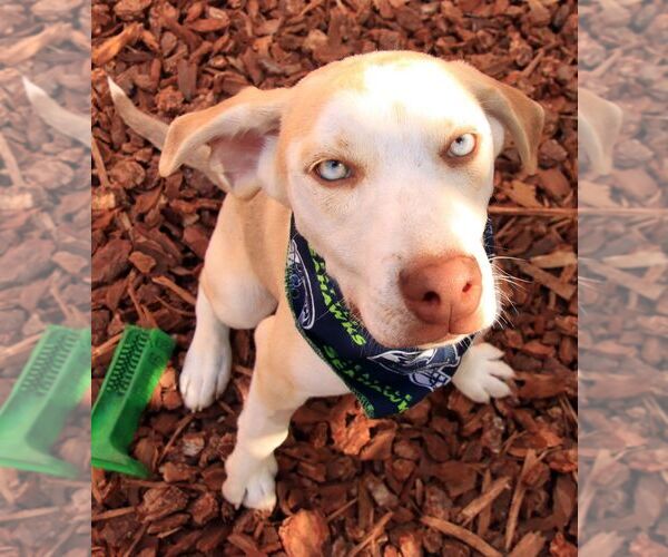 Medium Photo #3 Huskies -Unknown Mix Puppy For Sale in Sequim, WA, USA