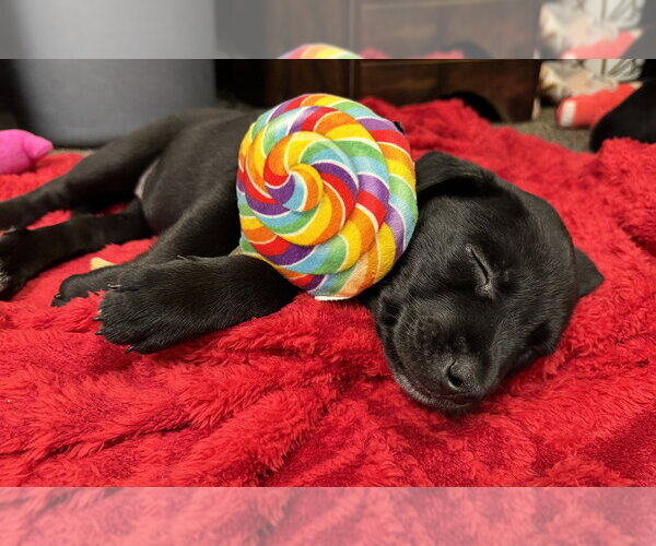 Medium Photo #2 Labrador Retriever-Unknown Mix Puppy For Sale in Brewster, NY, USA