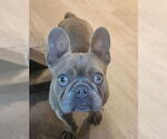 Small #1 French Bulldog Mix