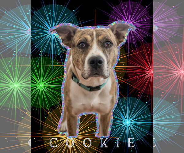 Medium Photo #2 American Bandogge mastiff Puppy For Sale in Spotsylvania, VA, USA