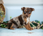 Small Photo #13 Chihuahua Puppy For Sale in FREDERICKTOWN, OH, USA