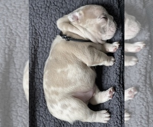 French Bulldog Puppy for sale in COUNTRY LAKES, FL, USA