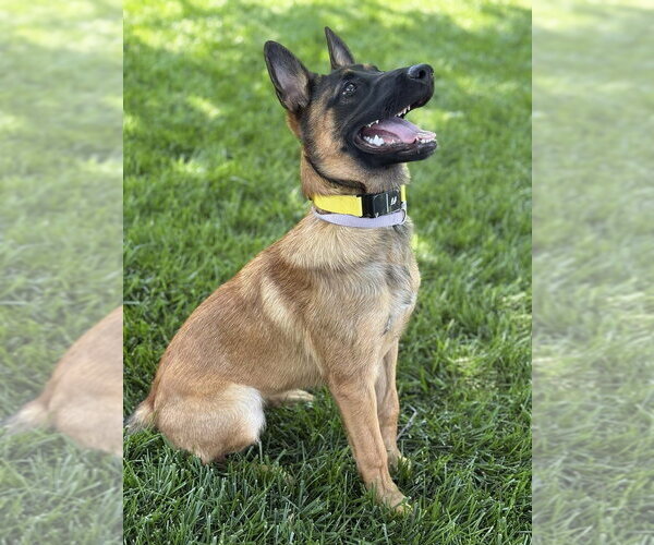 Medium Photo #4 Mutt Puppy For Sale in Imlay City, MI, USA