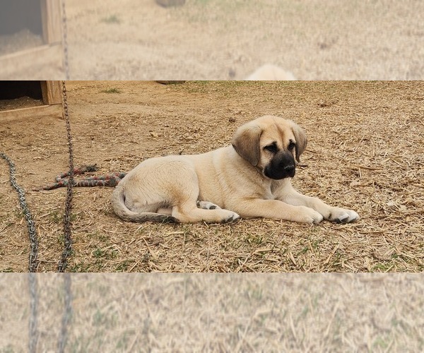 Medium Photo #6 Anatolian Shepherd Puppy For Sale in CUMBY, TX, USA