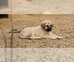 Small #5 Anatolian Shepherd