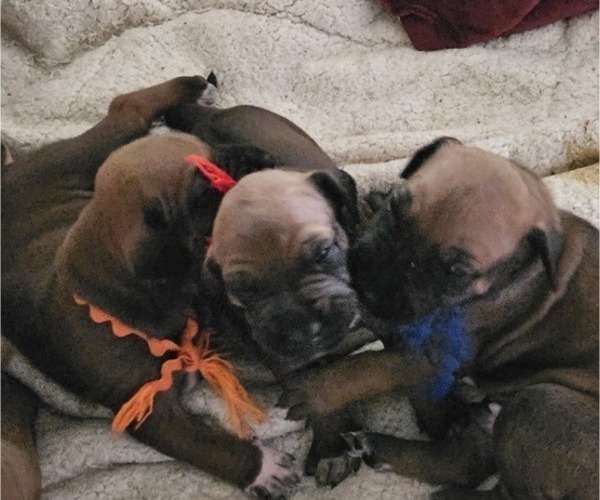 Medium Photo #14 Rhodesian Ridgeback Puppy For Sale in STANWOOD, WA, USA