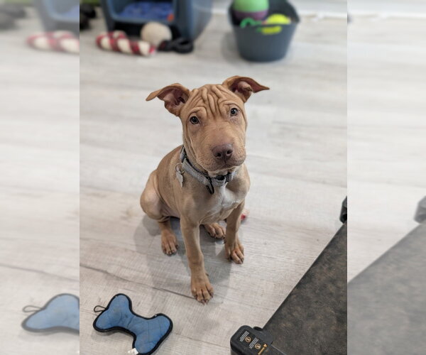 Medium Photo #2 Mutt Puppy For Sale in Boston, MA, USA