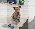 Small #1 Mutt