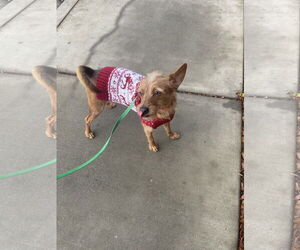 Norfolk Terrier-Unknown Mix Dogs for adoption in Chico, CA, USA