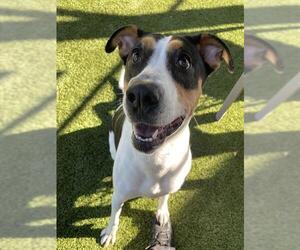 Mutt Dogs for adoption in Newton, NC, USA