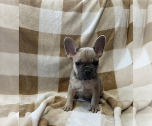 French Bulldog Puppy for Sale in ANNA, Illinois USA