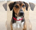 Small #1 Beagle Mix