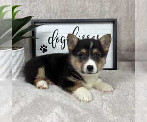 Pembroke Welsh Corgi Puppy for sale in FRANKLIN, IN, USA