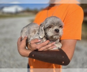 Father of the Shih Tzu puppies born on 08/24/2025