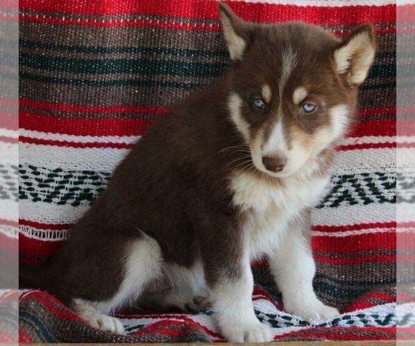Medium Photo #1 Siberian Husky Puppy For Sale in FREDERICKSBURG, OH, USA