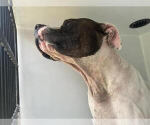 American Pit Bull Terrier-Unknown Mix Dogs for adoption in Houston, TX, USA