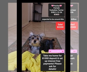 Yorkshire Terrier Puppy for sale in TUCSON, AZ, USA