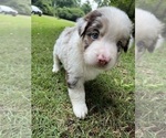 Small Photo #4 Australian Shepherd Puppy For Sale in ATLANTA, GA, USA