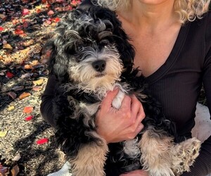 Medium Cavapoo