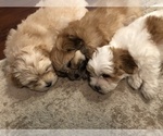 Small Photo #1 Coton de Tulear Puppy For Sale in YELM, WA, USA