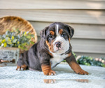 Puppy Storm Beabull