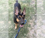 Small #3 German Shepherd Dog Mix