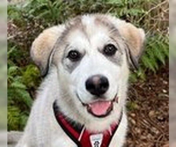Medium Photo #2 Alaskan Malamute-Unknown Mix Puppy For Sale in Fremont, CA, USA
