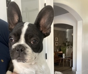 French Bulldog Puppy for sale in FRESNO, CA, USA