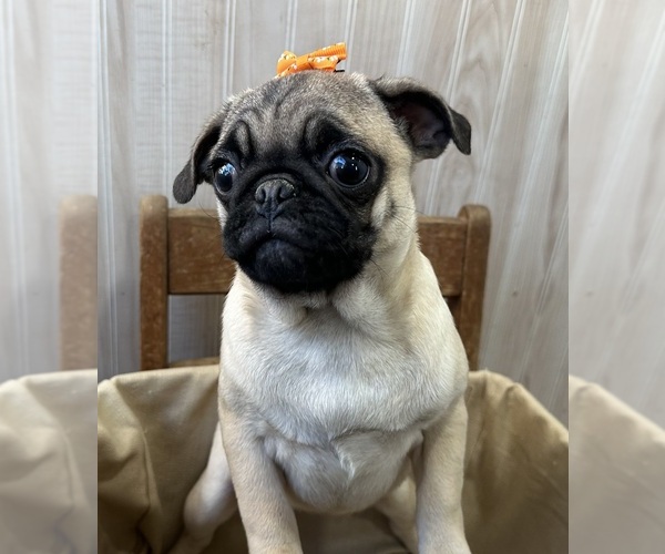 Medium Photo #1 Pug Puppy For Sale in ATHENS, WI, USA