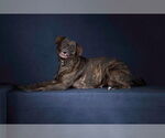 Small #7 Plott Hound Mix
