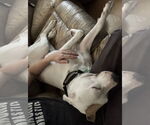 Small #1 American Bulldog Mix