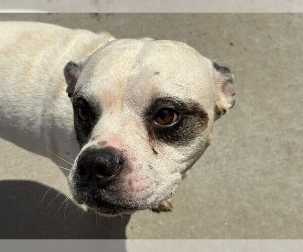 Medium Photo #1 Boxer-Unknown Mix Puppy For Sale in Tulsa, OK, USA