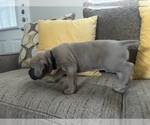 Small #3 Cane Corso