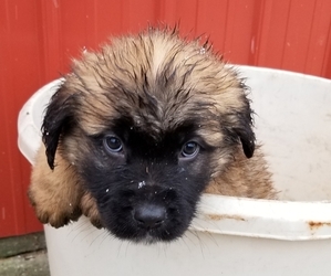 German Shepherd Dog-Saint Bernard Mix Puppy for sale in SAND LAKE, MI, USA