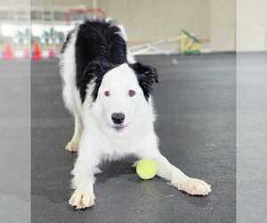 Border Collie Dogs for adoption in Highland, IL, USA