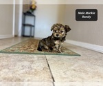 Small #4 Morkie