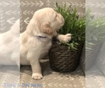 Small #2 Golden Retriever