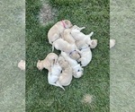 Small Photo #18 Goldendoodle Puppy For Sale in LAGUNA HILLS, CA, USA