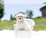 Small Photo #1 Maltese Puppy For Sale in WARSAW, IN, USA